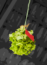 Cheng Lion Dance | Beyond the Pride Lion Dance Exhibition